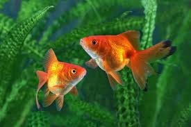 Baby Fish